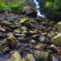 Sheffery Woods Ireland photo tour Kathy Adams Clark