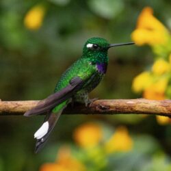 Ecuador photo tour Kathy Adams Clark Purple-bibbed whitetip hummingbird