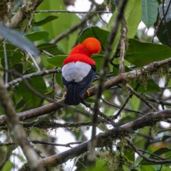 Ecuador photo tour Kathy Adams Clark Andean cock-of-the-rock