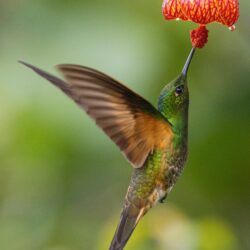 Ecuador photo tour Kathy Adams Clark Buff-tailed coronet hummingbird