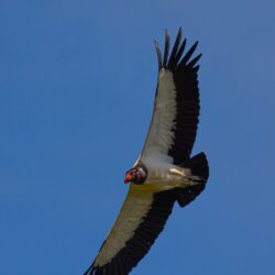 Costa Rica photo tour King Vulture in flight Kathy Adams Clark