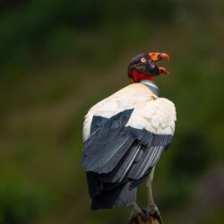 Costa Rica photo tour King Vulture Kathy Adams Clark