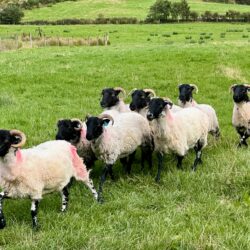 Sheep farm Ireland Joel Schulman photo tour