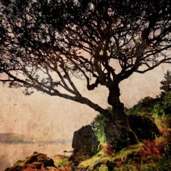 Scotland tree moss photo tour Nancy Ori