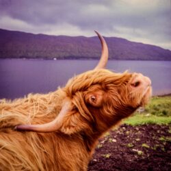 Scotland Highland cow photo tour Ron Zimmerman