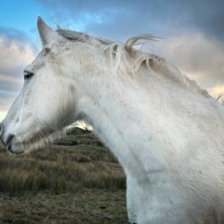 Ireland photo tour horse Eleen McCarney Muldoon