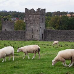 reland sheep castle wall photo tour Eleen McCarney Muldoon