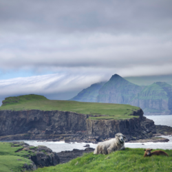 Sheep Faroe Islands photo tour Ron Rosenstock