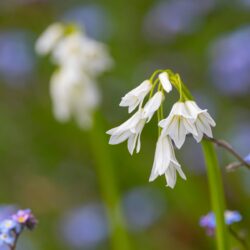 New Zealand flowers photo tour Kathy Adams Clark