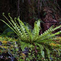 New Zealand forest photo tour Kathy Adams Clark