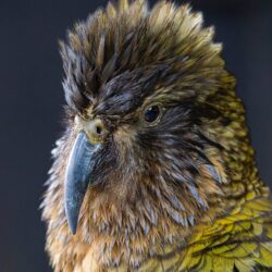 New Zealand Kea bird photo tour Kathy Adams Clark