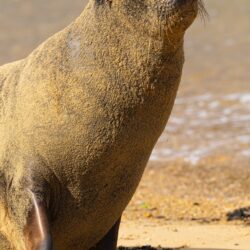 New Zealand Sea Lion photo tour Kathy Adams Clark