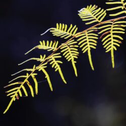 New Zealand vegetation photo tour Kathy Adams Clark