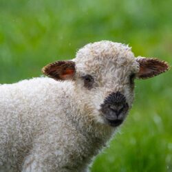 New Zealand young sheep photo tour Kathy Adams Clark